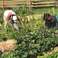 AIB Community Garden
